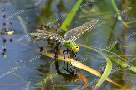 Gro?e K?nigslibelle (Anax imperator)