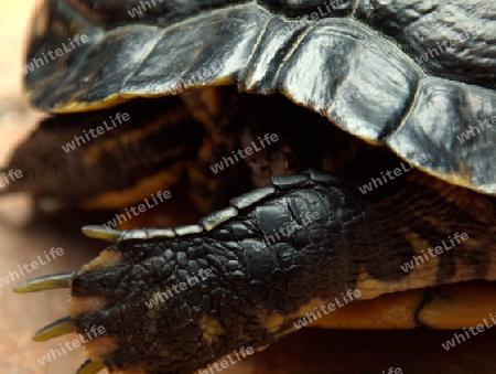 Pfote einer sich verkriechenden Schildkroete