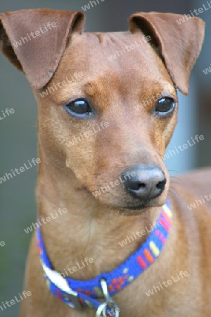 brauner Hund Portrait