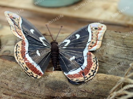 bunter Schmetterling