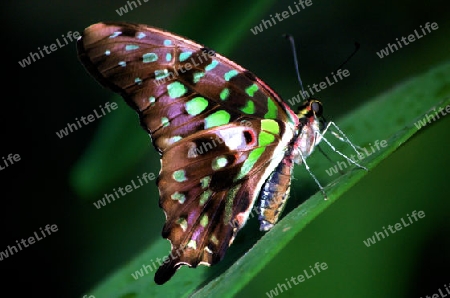 Exotischer Schmetterling