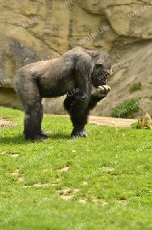 Gorilla