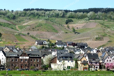 Reil an der Mosel mit Weinbergen