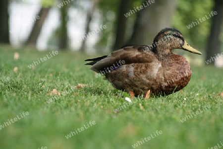 Ente