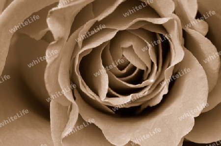 Rose sepia