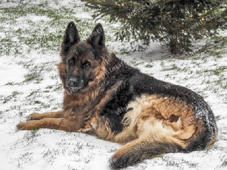 Sch?ferhund im Schnee