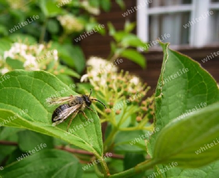 kleine Biene