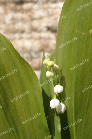 Maigl?ckchen (Convallaria majalis L.)