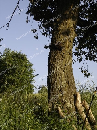 Mond, Baum