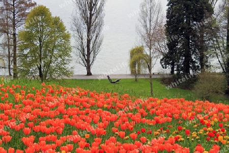 Tulpen am Bodensee