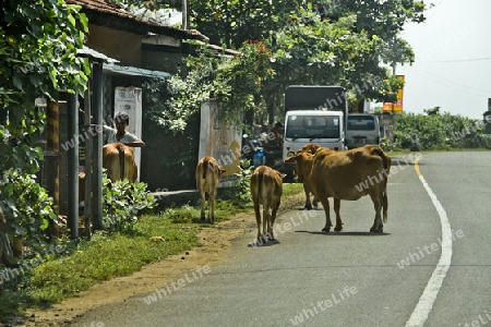 Stra?enszene in Galle - Sri Lanka