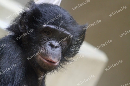 Affe Bonobo