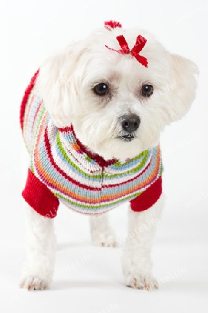 Maltese terrier wearing knitted jumper