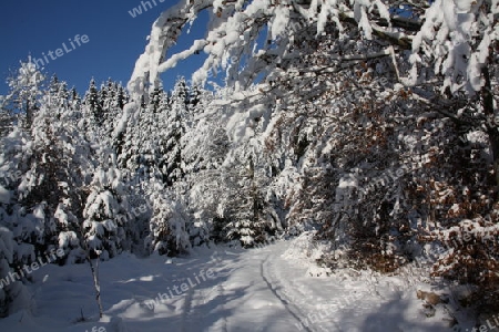 Schneelandschaft