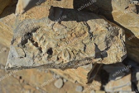 ca. 300 Millionen Jahre alte Fossilien des Mesosaurus tenuidens bei Keetmanshoop, Namibia, Afrika