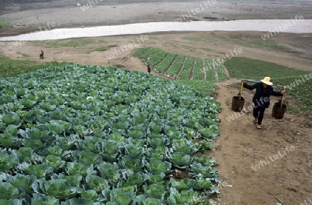 agroculture in the village of fengjie at the yangzee river in the three gorges valley up of the three gorges dam project in the province of hubei in china.