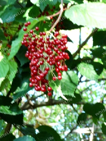 Rote Beeren