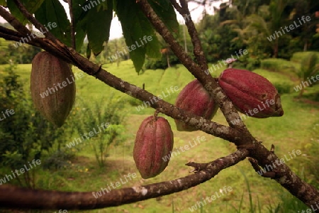 Asien, Suedost, Indonesien, Bali, Insel, Zentral Bali, Tegalalang, Kakao, Cacao, Kakaobohne, Wirtschaft, Landwirtschaft, Alltag,    (Urs Flueeler) 