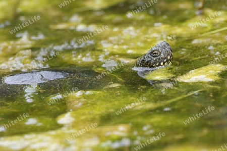 Emys orbicularis,Europaeische Sumpfschildkroete