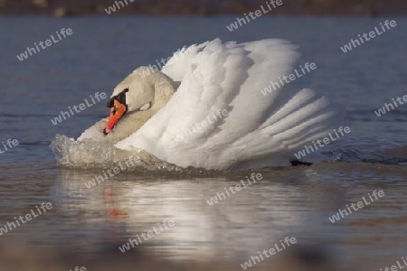 Schwan mit Bugwelle