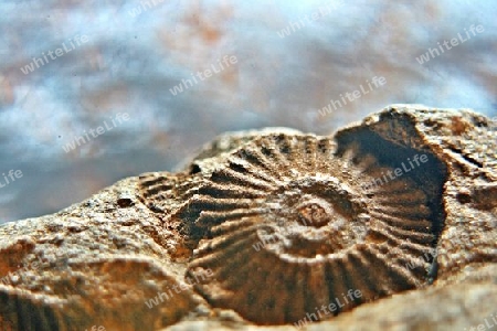 Fossilien