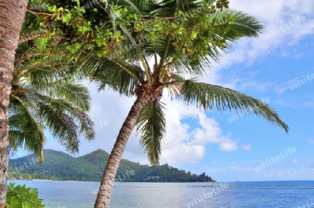 Beautiful palm trees at the beach on the tropical paradise islands Seychelles