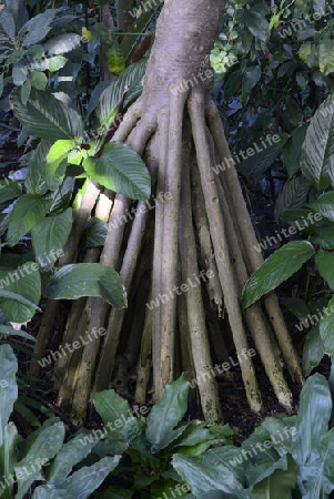 Stelzwurzeln des Schraubenbaum ( Pandanus utilis), Vorkommen Afrika