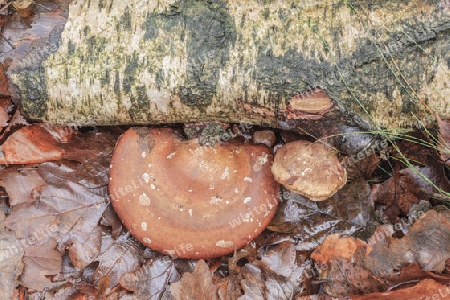 Birken-Zungenporling,Piptoporus betulinus(Porlinge) an einer abgestorbene Birke