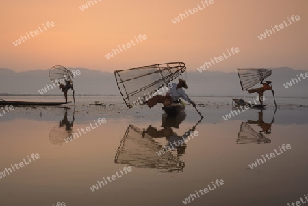 Fishermen at sunrise in the Landscape on the Inle Lake in the Shan State in the east of Myanmar in Southeastasia.