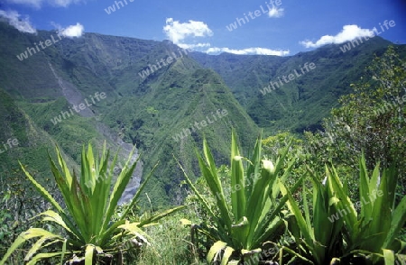 The landscape allround the Grand Bassin on the Island of La Reunion in the Indian Ocean in Africa.