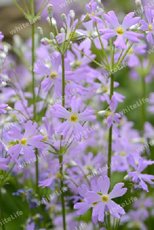 Fliederprimel (Primula malacoides) , Vorkommen Asien