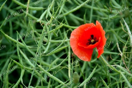 Mohn im Rapsfeld