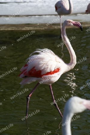 Rosa Flamingo (Phoenicopterus Roseus)