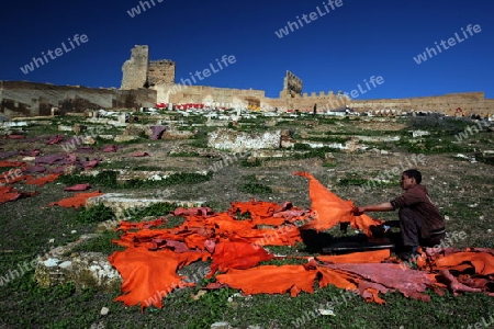 The fresh Leather gets dry on the sun near Leather production in front of the Citywall in the old City in the historical Town of Fes in Morocco in north Africa.