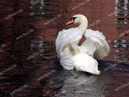 Ein wei?er Schwan macht sich Sauber