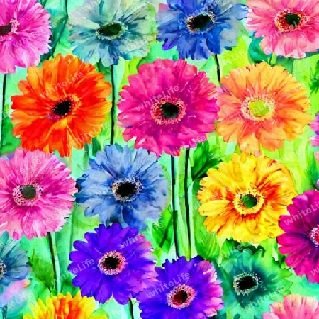 bunte Gerbera