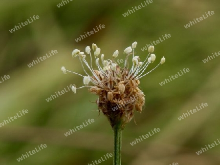 Plantago P7150935