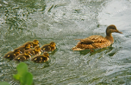 Ente mit Nachwuchs