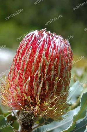 Banksia menziesii