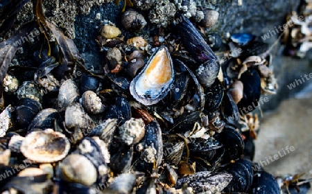 angesammelt am Strand