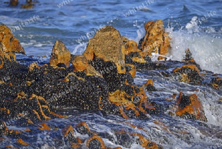 Muschelbank an den Felsen von Bird Island, Lamberts Bay, Western Cape, Westkap, S?dafrika, Afrika