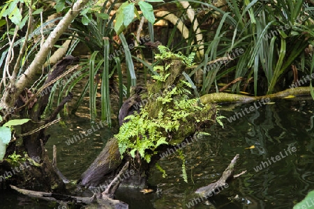 Natur in Sri Lanka