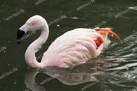 flamingo