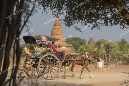 Tourists in a Oxcart Taxi in front Temple and Pagoda Fields in Bagan in Myanmar in Southeastasia.