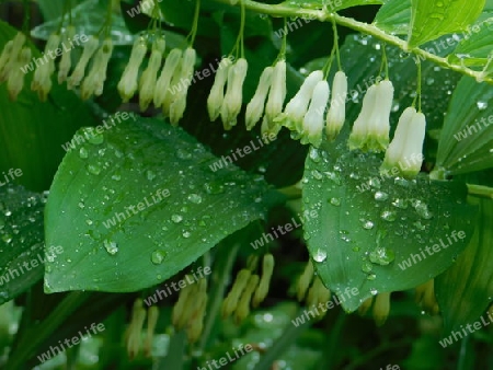 Bl?tenzauber mit Wassertropfen