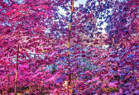 Beautiful pink and purple infrared panorama of a countryside landscape with a blue sky.