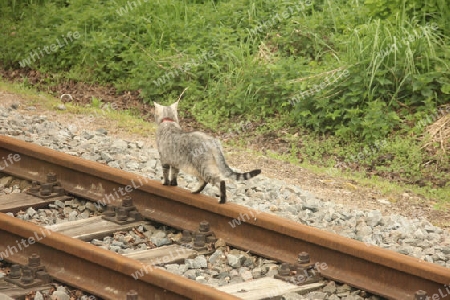 Katze auf Abwegen