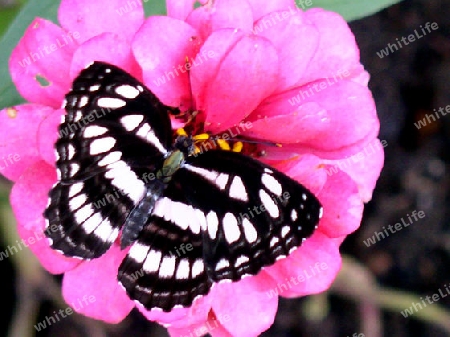 Schmetterling Blume