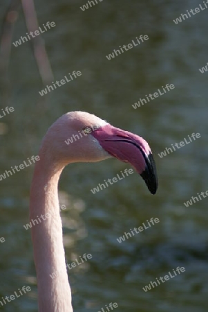 Rosa Flamingo (Phoenicopterus Roseus) Kopf