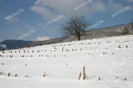 Maisfeld im Schnee